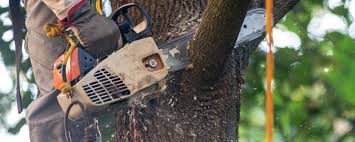 Reliable Wauconda, IL Tree Care Solutions